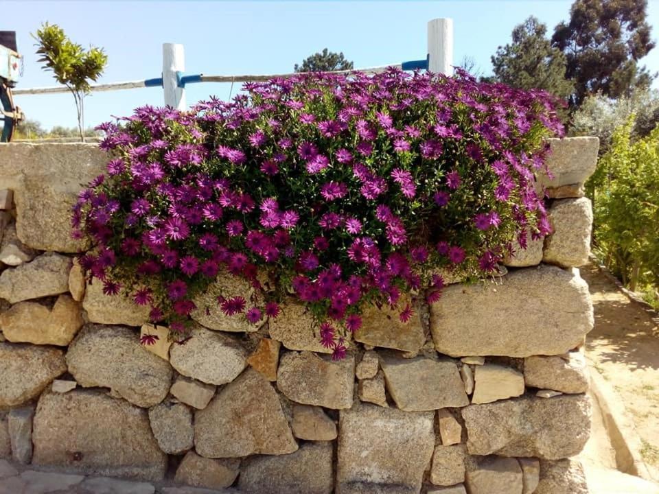 Tancos Quinta Ribeiro Tanquinhosゲストハウス エクステリア 写真