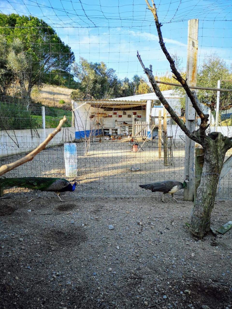 Tancos Quinta Ribeiro Tanquinhosゲストハウス エクステリア 写真
