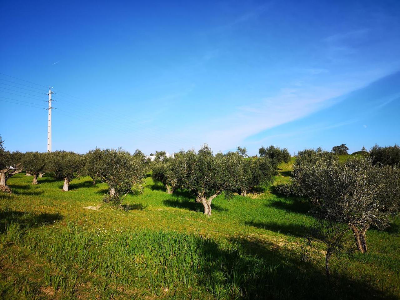 Tancos Quinta Ribeiro Tanquinhosゲストハウス エクステリア 写真